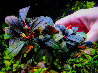 Буцефаландра sp Brownie Phoenix, шт